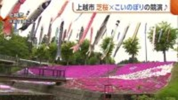 芝桜×菜の花×こいのぼり！新潟・上越市『芝桜まつり』に多くの家族連れ「すごくきれいでびっくり」