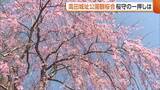 「【日本三大夜桜】約4000本咲き進む！高田城址公園で“観桜会”スタート 桜守のイチ押しは「極楽橋から臨むしだれ桜」」の画像1