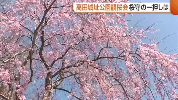 【日本三大夜桜】約4000本咲き進む！高田城址公園で“観桜会”スタート 桜守のイチ押しは「極楽橋から臨むしだれ桜」
