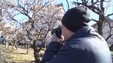 「≪26日の新潟県≫春の陽気 広く4月上旬並みの気温に 「2月とは思えない」開花が進む梅を楽しむ人の姿も」の画像1