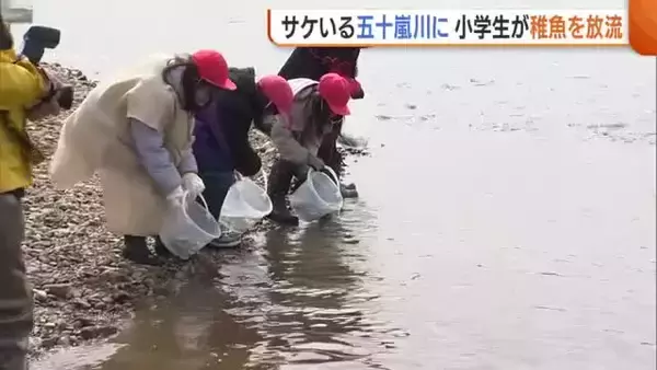 漁獲量減少する中…小学生が“サケの稚魚”約1万匹を放流「4年後元気に戻ってきて」新潟・三条市