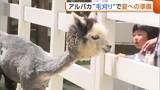「暑さに弱いアルパカ　“毛刈り”でさっぱり！夏への準備は万端「すごく涼しそう」新潟・胎内市」の画像1