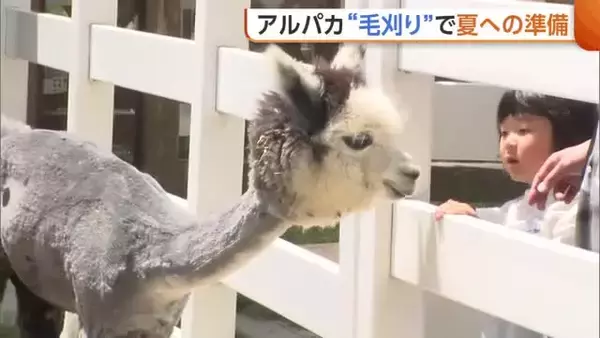 暑さに弱いアルパカ　“毛刈り”でさっぱり！夏への準備は万端「すごく涼しそう」新潟・胎内市