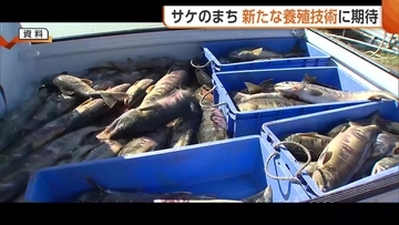 3万匹から1400匹に…漁獲量激減の“サケのまち”　文化存続へ児童が新たな養殖技術学ぶ「サケが戻ってこられるよう工夫したい」新潟・村上市