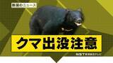 「"冬眠しないクマ”は新潟県関川村でも「道路上に0.5mのクマを見た」　クマはその後山の方向に逃げる」の画像1