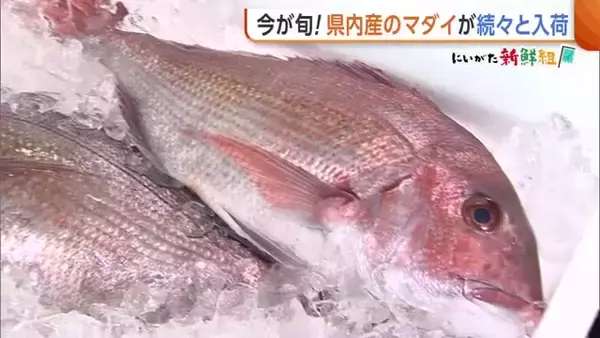 身は厚く脂のり良し！新潟県産の“マダイ”が続々入荷 オススメの食べ方は刺身「さっぱりとしたおいしいマダイぜひ食べて」