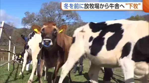 帰りたがらない牛も？放牧場でのびのび過ごした70頭の牛　冬を前に牛舎へ「元気に子牛産んで」　新潟・妙高市