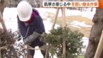 肌寒さ感じる中…観桜会近づく高田城址公園で“冬囲い”の撤去作業「春の観光楽しんで」新潟・上越市