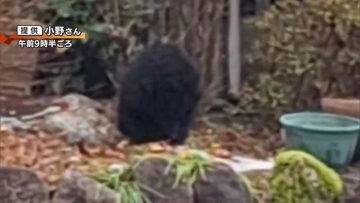 12月でも相次ぐクマの出没情報…「ザクロ食べていた」一時民家の軒下にとどまるも捕獲「恐ろしい…身近にあるなんて」新潟・加茂市