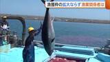 「クロマグロ豊漁も“漁獲枠の拡大”合意至らず「やっぱりか…」　とれすぎたマグロ“放流”が他の漁に影響「損害かなりある」新潟・佐渡市」の画像1