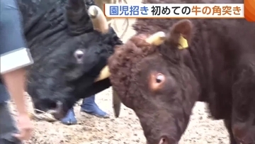 担い手確保への一歩に！？園児招き“牛の角突き”披露　迫力ある取り組みに園児興奮「強くてかっこいい」新潟・小千谷市