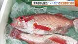 「高級魚“ノドグロ”の完全養殖に成功！近畿大学が海洋高校と共同研究「漁できない間に養殖で提供できるようになれば」」の画像1
