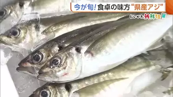 刺身になめろう！“新潟県産アジ”が旬迎える　スーパーで選ぶときのポイントは「光沢と厚み」