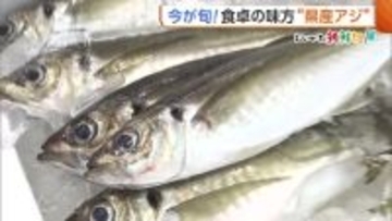 刺身になめろう！“新潟県産アジ”が旬迎える　スーパーで選ぶときのポイントは「光沢と厚み」