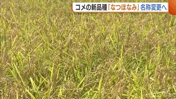 過去に同じ読み方の品種が…新品種の米『なつほなみ』名称変更へ「早急に考え直す」新潟