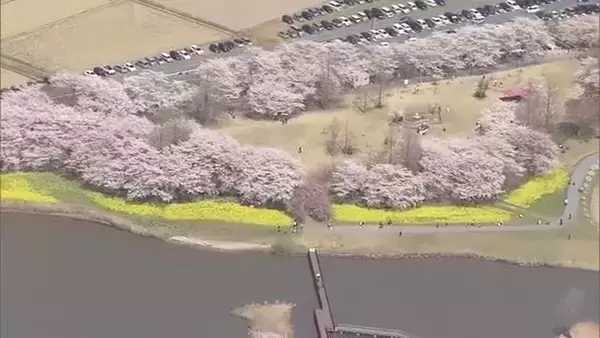 【空からスケッチ】“満開の桜”と“菜の花”の美しいコントラスト！霧が広がる海上は幻想的な雰囲気に