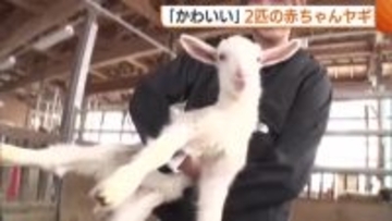 高齢出産乗り越え…無事に2匹のヤギ誕生！愛らしい姿で訪れた人を魅了「とてもかわいい」新潟