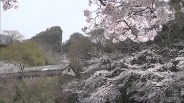 観光シーズンを迎えた島内各地で桜が咲き誇る　樹齢250年超の巨木も満開迎えライトアップ　新潟・佐渡