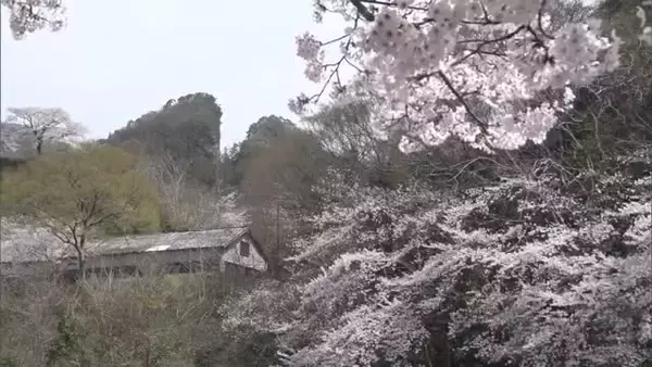 観光シーズンを迎えた島内各地で桜が咲き誇る　樹齢250年超の巨木も満開迎えライトアップ　新潟・佐渡