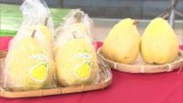 芳醇な香り！新潟県が誇る冬の味覚“ルレクチエ” 少雨の影響で小玉傾向も「平年より甘い仕上がりに」