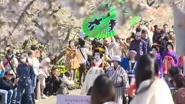 満開の桜並木のもと豪華絢爛な衣装で練り歩く"分水おいらん道中" 独特な歩き方「外八文字」に沿道から拍手　新潟・燕