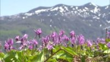 田植え準備始まった棚田で春の花“カタクリ”が見頃に！「ここに来ないと見られない」“1万本に1本”珍しい白い花も 新潟・三条市