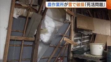 「死活問題」米どころの農作業所が雪の重みで破損…思い出育んできた場所も解体方針で涙ぐむ姿「米作りのため雪は恵みと思っていたが…」
