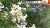 「佐渡島の金山周辺を彩る“ヤマユリ”「鉱山の風景にマッチ」　“アジサイ寺”では来年に向け剪定作業「また大輪を」　新潟・佐渡市」の画像1
