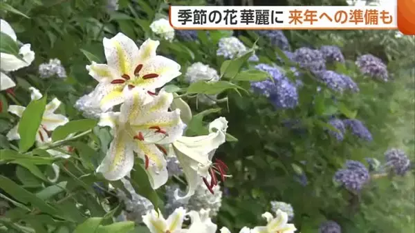 佐渡島の金山周辺を彩る“ヤマユリ”「鉱山の風景にマッチ」　“アジサイ寺”では来年に向け剪定作業「また大輪を」　新潟・佐渡市