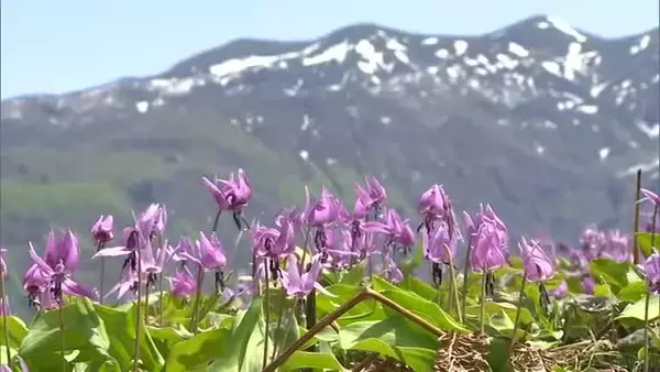色つやよくみずみずしい仕上がり！“しろねきゅうり王子”出荷順調 燃料費高騰も農家の努力で価格は例年並みに「様々な楽しみ方を」