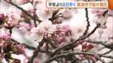 「新年度を前に新潟市で“桜”開花！あいにくの雨も平年より8日早く「開花促す催花雨に」」の画像1