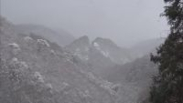 トキは恋の季節！？新潟・佐渡市に広がる“春の息吹” 豊作祈る繭玉飾り フキノトウ発見に喜びも