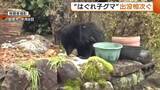 「冬眠の仕方分からず？出没相次ぐ“はぐれ子グマ”…エサへの執着強く襲われるおそれも「小さいクマだが鋭い爪・牙持っている」新潟」の画像1