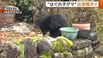 冬眠の仕方分からず？出没相次ぐ“はぐれ子グマ”…エサへの執着強く襲われるおそれも「小さいクマだが鋭い爪・牙持っている」新潟