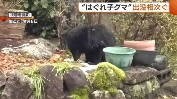 冬眠の仕方分からず？出没相次ぐ“はぐれ子グマ”…エサへの執着強く襲われるおそれも「小さいクマだが鋭い爪・牙持っている」新潟