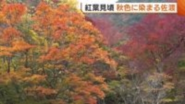 “紅葉”見頃！秋色に染まる新潟・佐渡市 五重塔や乙和池との競演に「素晴らしい」「すごく見応えある」