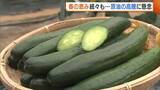 「甘み増す“春キュウリ”！出荷進む一方“原油高騰”への懸念広がる「暖房費抑えると収穫に影響」新潟」の画像1
