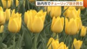 900種類・80万本のチューリップ咲き誇る！新潟・胎内市で春らんまんの絶景「菜の花と一緒に楽しんでほしい」