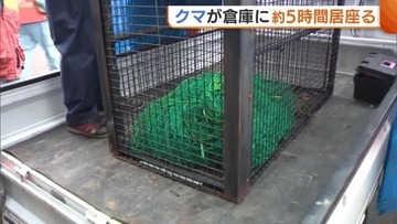 建設会社倉庫に“クマ”居座る…約5時間後“緊急銃猟”実施し捕獲 侵入前に周囲うろつく様子目撃した人も「勢いよくまっしぐらに走っていった」新潟・阿賀野市