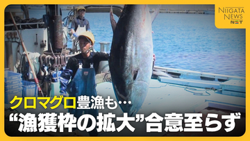 「やっぱりか…」クロマグロ豊漁続くも“漁獲枠の拡大”合意至らず　漁師からは“諦めの言葉”もマグロ放流による損害大きく「かなり痛手」新潟・佐渡市