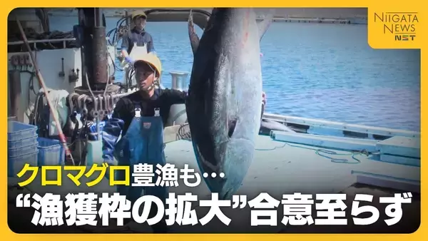 「やっぱりか…」クロマグロ豊漁続くも“漁獲枠の拡大”合意至らず　漁師からは“諦めの言葉”もマグロ放流による損害大きく「かなり痛手」新潟・佐渡市