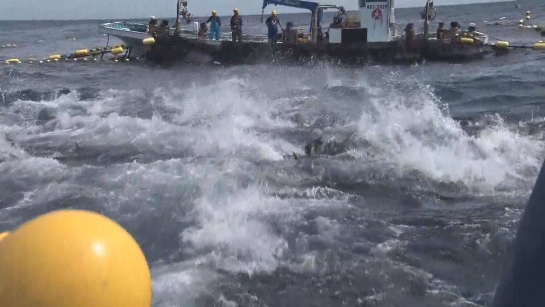 「やっぱりか…」クロマグロ豊漁続くも“漁獲枠の拡大”合意至らず　漁師からは“諦めの言葉”もマグロ放流による損害大きく「かなり痛手」新潟・佐渡市