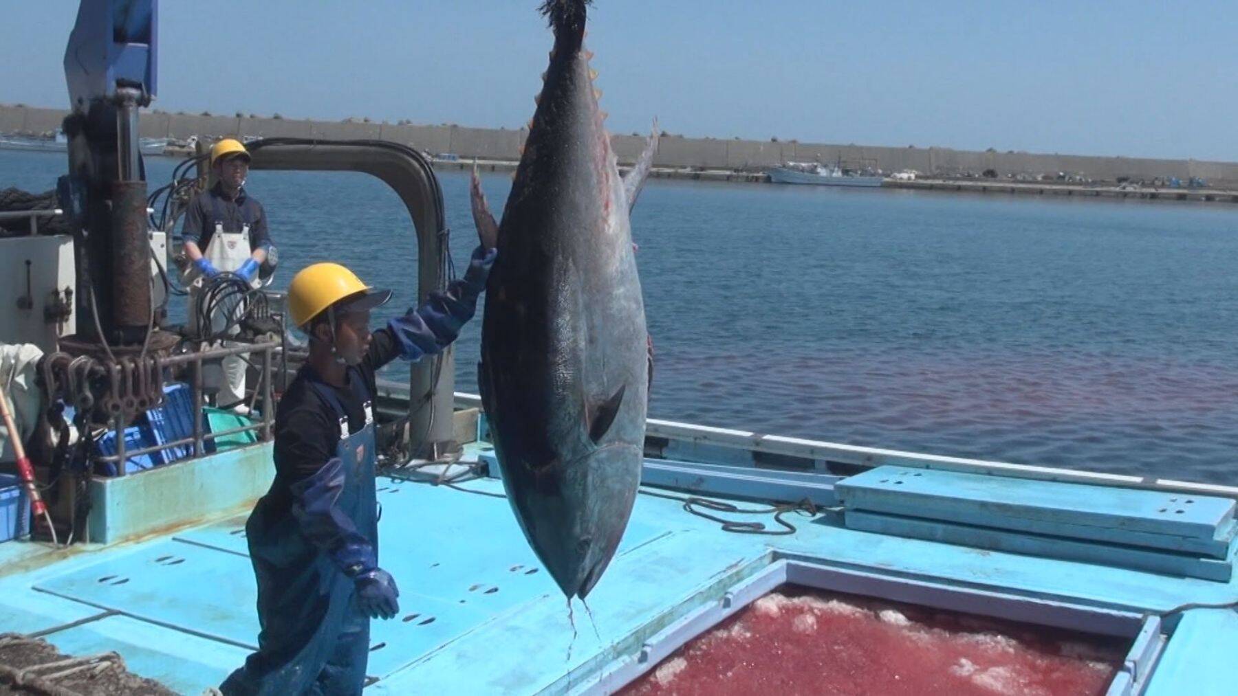 「やっぱりか…」クロマグロ豊漁続くも“漁獲枠の拡大”合意至らず　漁師からは“諦めの言葉”もマグロ放流による損害大きく「かなり痛手」新潟・佐渡市