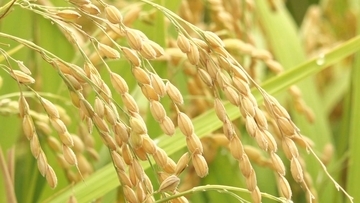 生産調整か…政府がコメ増産方針を撤回　需要見通しの正確性に課題