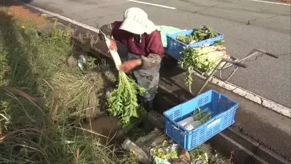歯触りの良さとほのかな甘み！新潟・佐渡市で“ダイコン”の収穫「頑張って作ったので楽しみ」