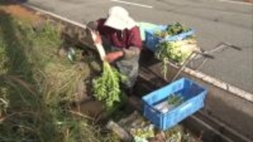 歯触りの良さとほのかな甘み！新潟・佐渡市で“ダイコン”の収穫「頑張って作ったので楽しみ」