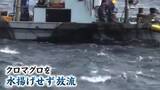「黒いダイヤ「クロマグロ」 豊漁でも喜べない　水揚げできず定置網から放す異例の事態　漁業関係者「もったいない」【新潟・佐渡市】」の画像1