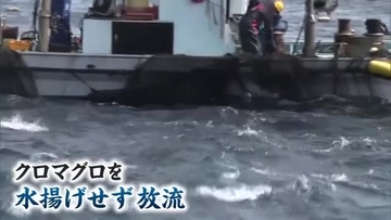 黒いダイヤ「クロマグロ」 豊漁でも喜べない　水揚げできず定置網から放す異例の事態　漁業関係者「もったいない」【新潟・佐渡市】