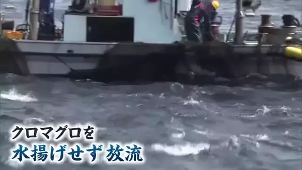 黒いダイヤ「クロマグロ」 豊漁でも喜べない　水揚げできず定置網から放す異例の事態　漁業関係者「もったいない」【新潟・佐渡市】