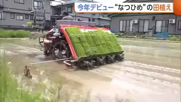 暑さに強い新潟米「なつひめ」今年ついにデビューへ！上越で田植えはじまる　生ごみをリサイクルした肥料使いコスト削減の取り組みも生育注目